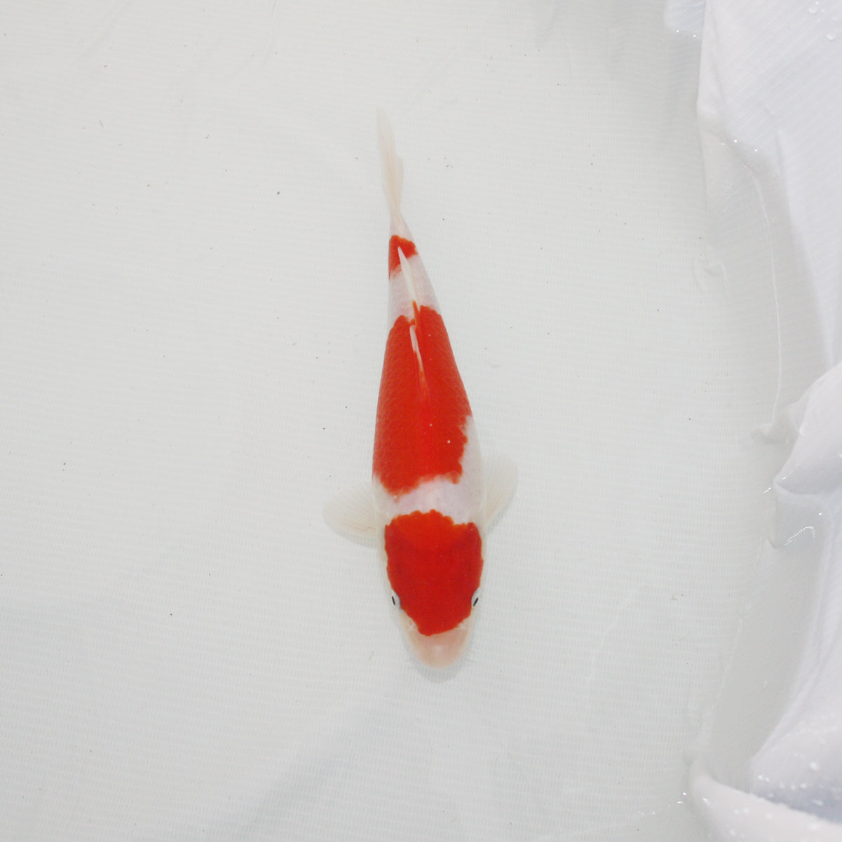錦鯉【紅白】（22cm）