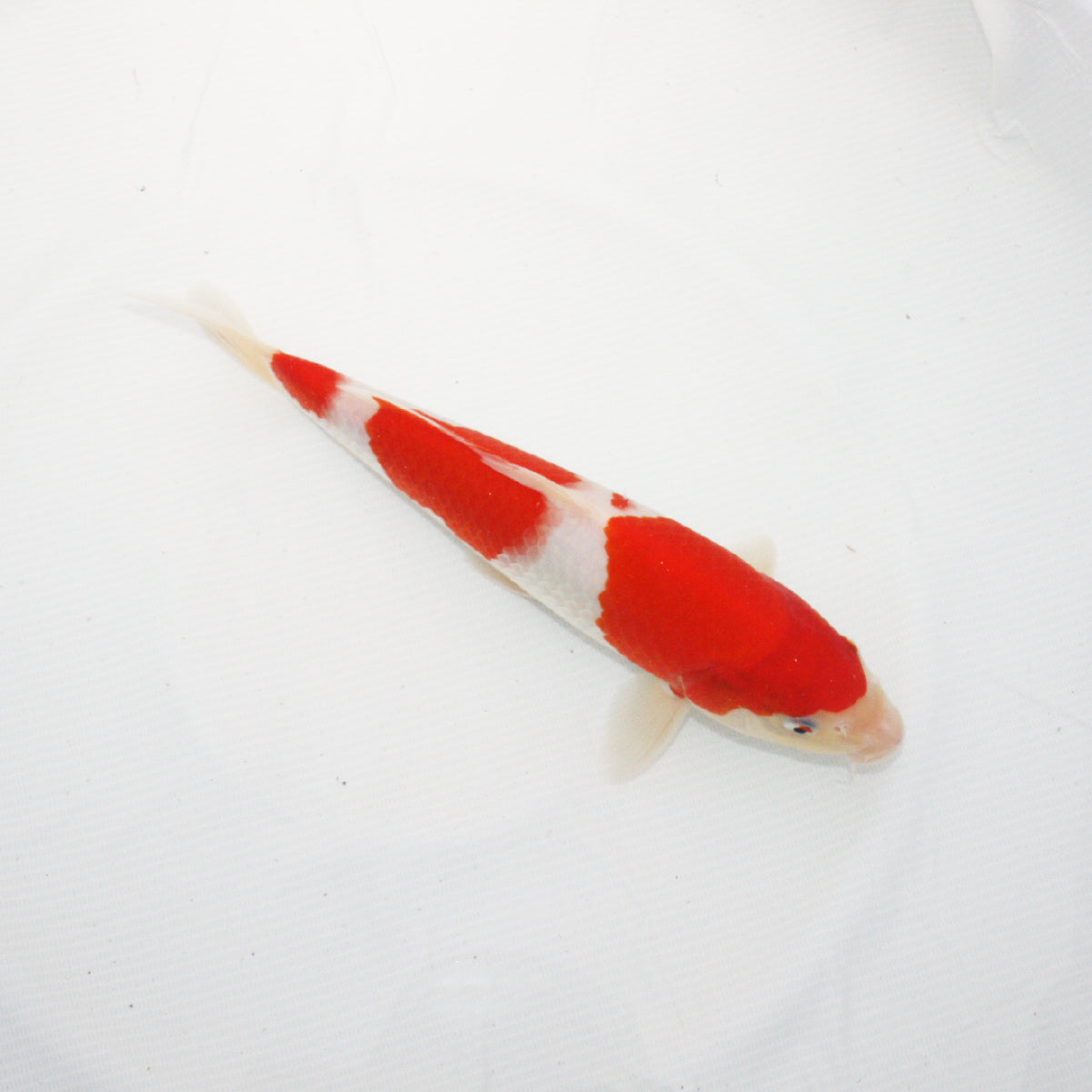 錦鯉【紅白】（28cm）