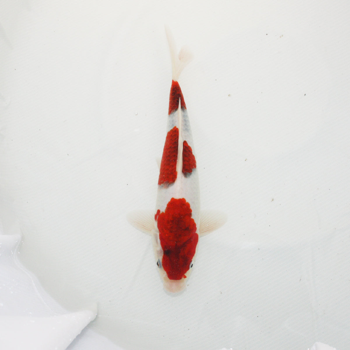 錦鯉【紅白】（22cm） – 石和錦鯉センター