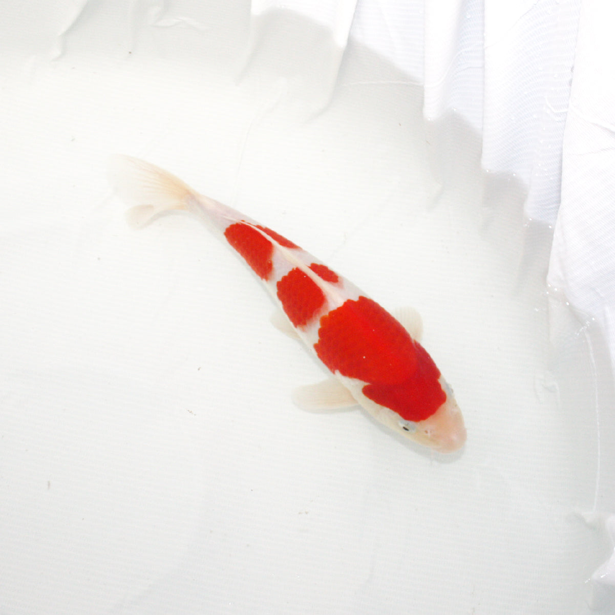 錦鯉 紅白 1匹 約26cm〜33cm前後 ニシキゴイ 鯉 色鯉 生体 【在庫あり】 - 観賞魚生体