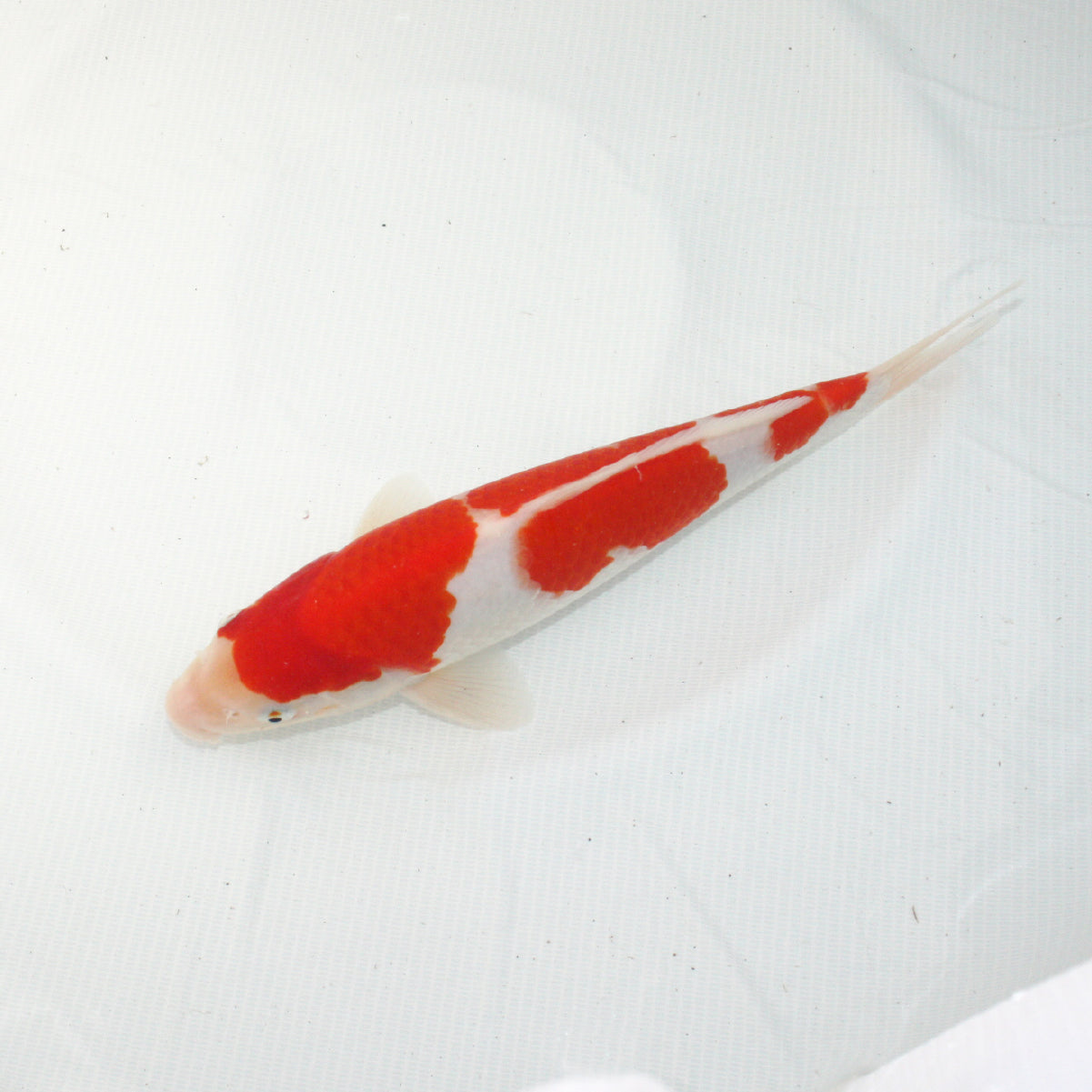 錦鯉【紅白】（27cm）A