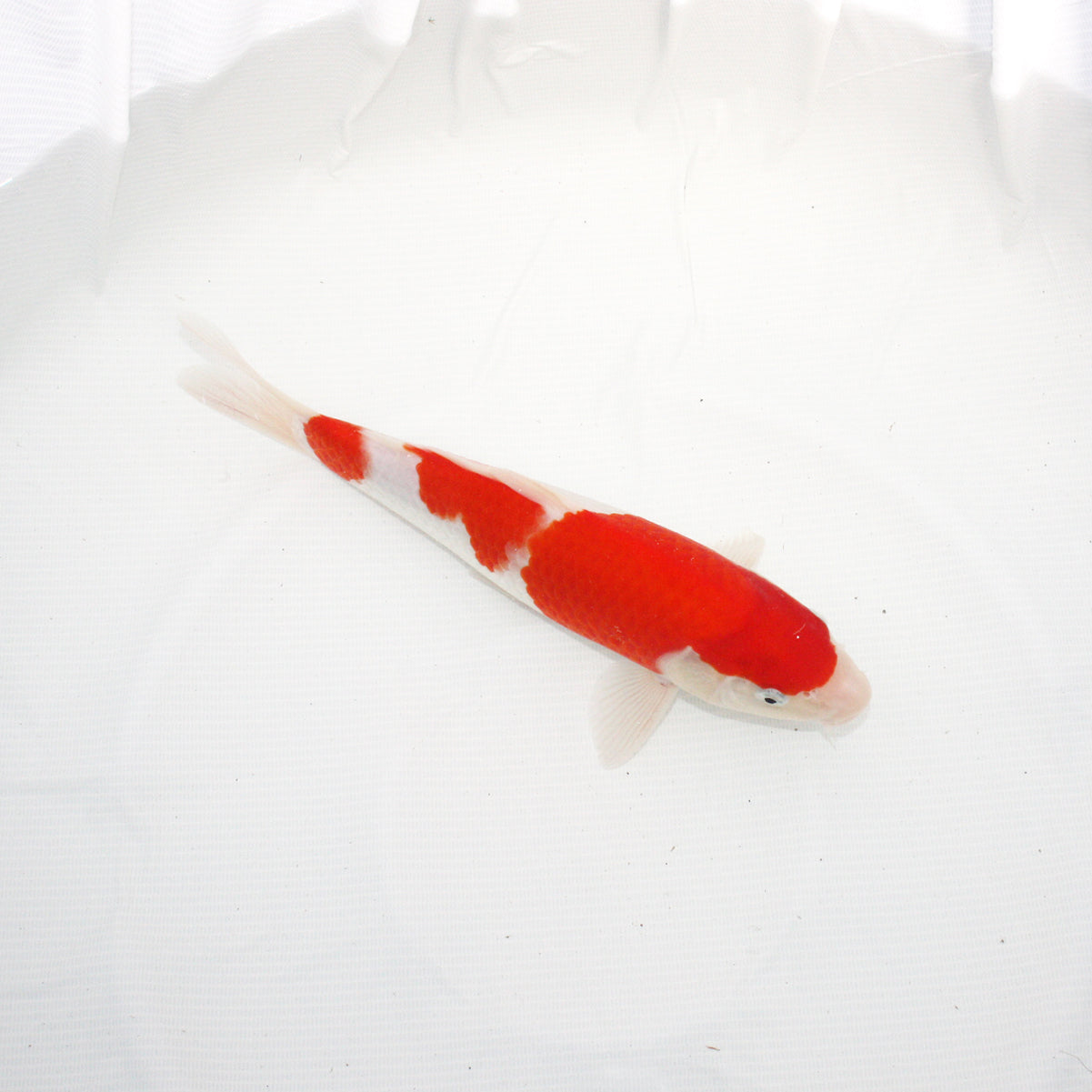 錦鯉【紅白】（27cm）B